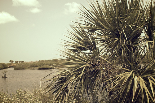 Florida 2010 7055