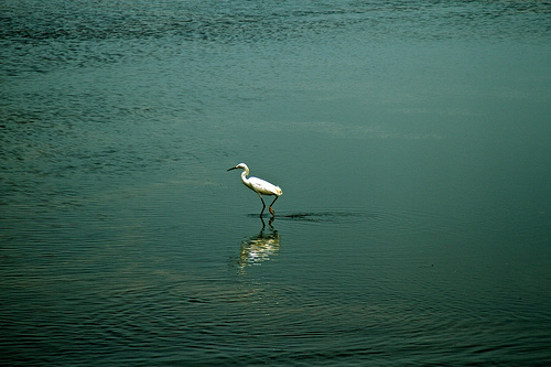 Florida 2010 7066