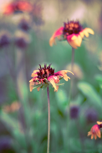Florida 2010 7077