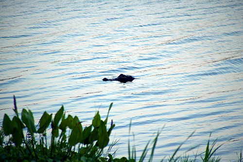 Florida 2010 7272