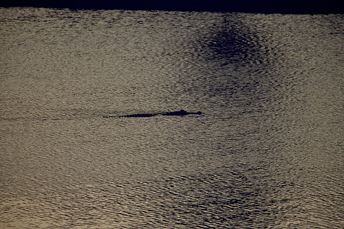 Florida 2010 7293